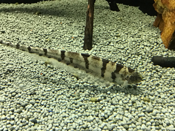 リーフナイフフイッシュ ペルー 葵熱帯魚 リーフナイフフイッシュ ペルー 葵熱帯魚