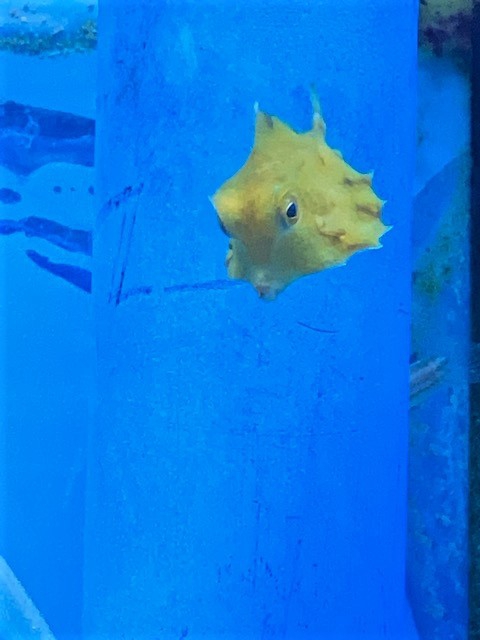 ラクダハコフグ 葵熱帯魚