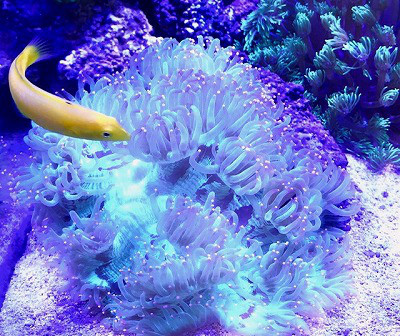 トランペットコーラル パステル 葵熱帯魚