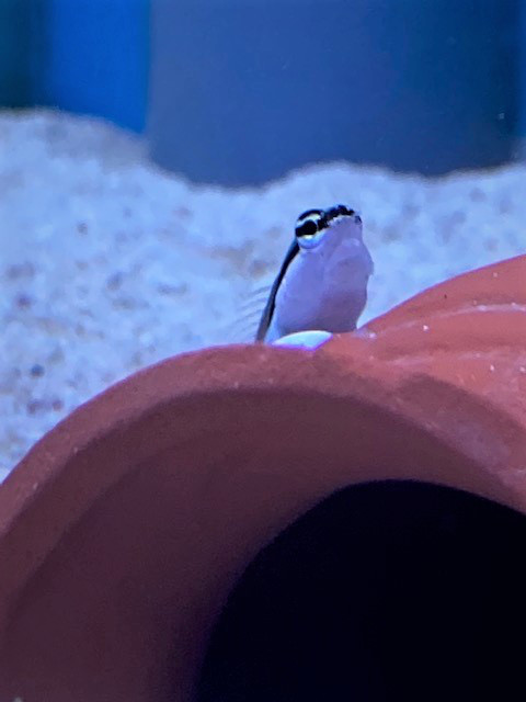 海水魚 葵熱帯魚 海水魚 葵熱帯魚