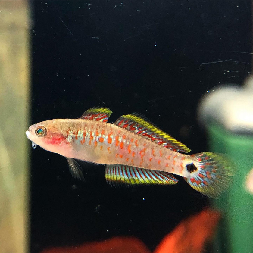 ドワーフピーコックガジョン 葵熱帯魚