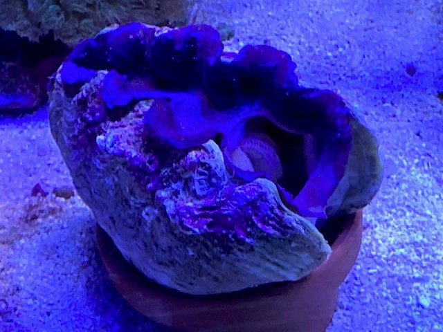 超美個体 沖縄産 ヒメシャコガイ  沖縄産ヒメシャコガイA-1 | 生麦海水魚センターネットショップ