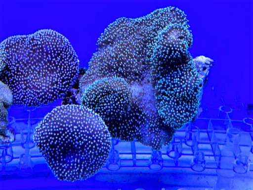 海水魚 葵熱帯魚 海水魚 葵熱帯魚