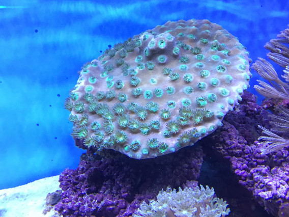 オオスリバチ | 葵熱帯魚