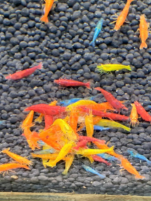 熱帯魚 葵熱帯魚