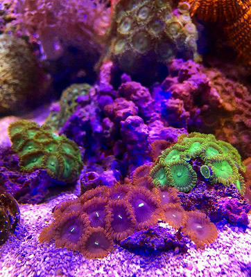 ボタンポリプ 各色 葵熱帯魚 ボタンポリプ 各色 葵熱帯魚