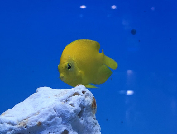 ヘラルドヤッコは冷凍ブラインで 葵熱帯魚 ヘラルドヤッコは冷凍ブラインで 葵熱帯魚