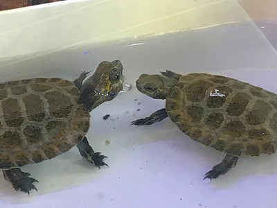 爬虫類 葵熱帯魚