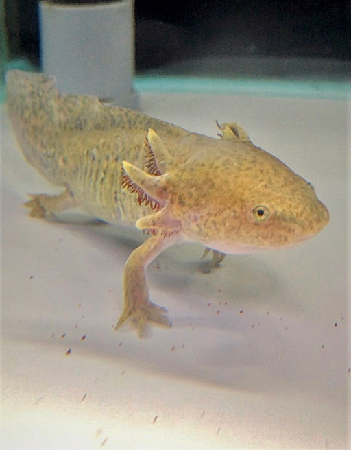爬虫類 葵熱帯魚