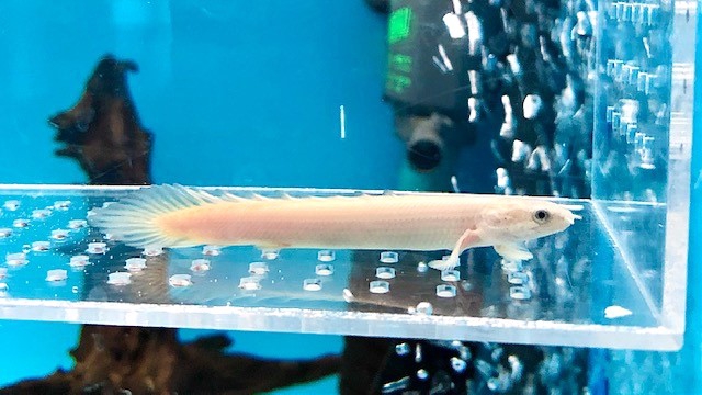 Pセネガル・セミプラチナ | 葵熱帯魚