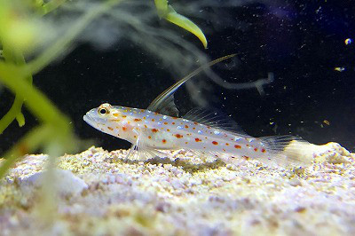 ハタタテシノビハゼ 葵熱帯魚