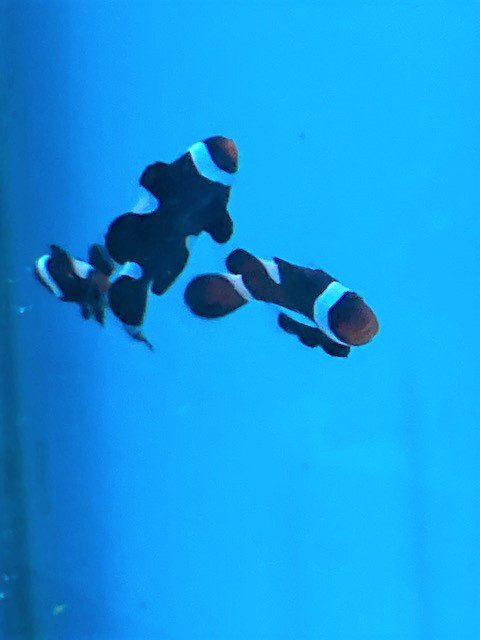 ブラックオセラリスも入荷 葵熱帯魚