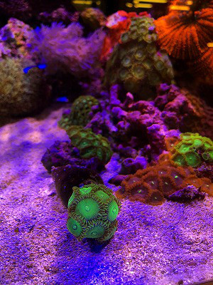 ボタンポリプ 丸 葵熱帯魚 ボタンポリプ 丸 葵熱帯魚