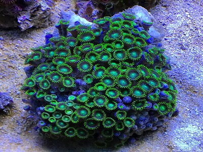 マメスナ・・蛍光グリーン | 葵熱帯魚