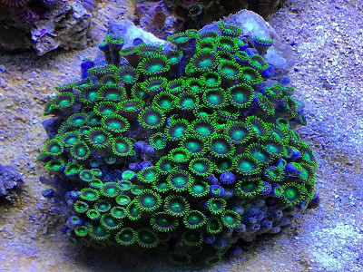 マメスナ・・蛍光グリーン | 葵熱帯魚