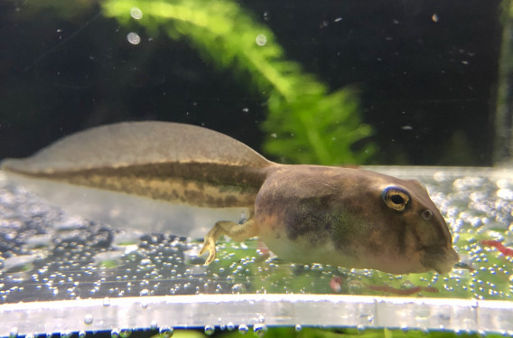 ベルツノガエル オタマ 葵熱帯魚