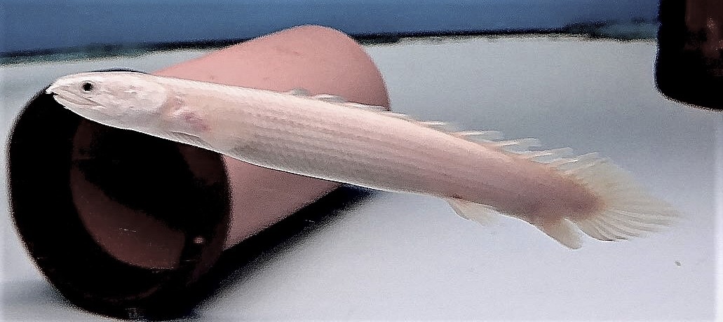 プラチナセネガルス17cm±極美極太 - 魚類、水生生物