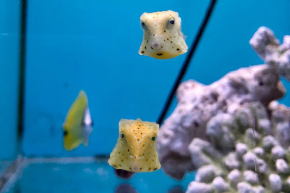 人気 コンゴウフグ ベビー 葵熱帯魚 人気 コンゴウフグ ベビー 葵熱帯魚