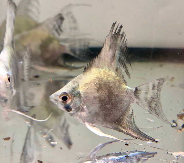 アバターブルーエンゼル 葵熱帯魚 アバターブルーエンゼル 葵熱帯魚