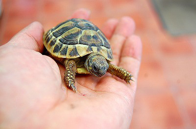 リクガメ入荷しました ヘルマンリクガメ 葵熱帯魚