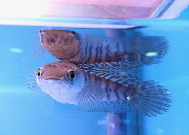 レッドマルリオイデス サンビト産 葵熱帯魚