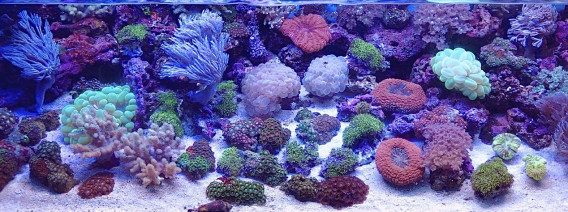 葵熱帯魚 葵熱帯魚