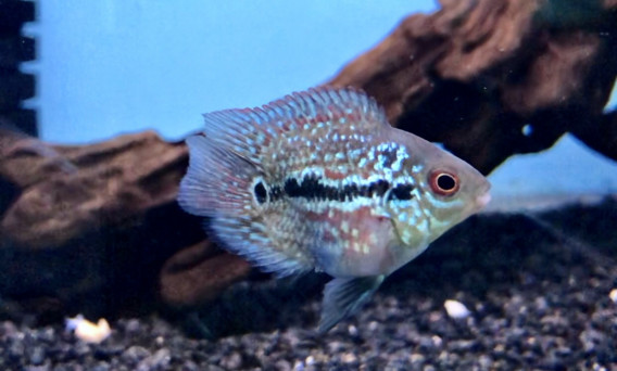 キリンパロット 葵熱帯魚