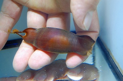 サメの卵 葵熱帯魚