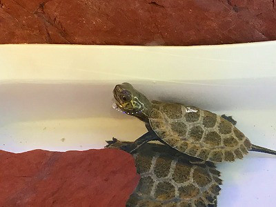 爬虫類 葵熱帯魚