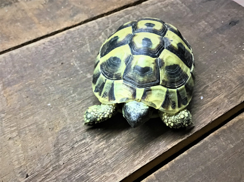 リクガメ入荷 ヘルマンリクガメ 葵熱帯魚