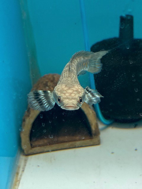 ニューレインボースネークヘッド 葵熱帯魚