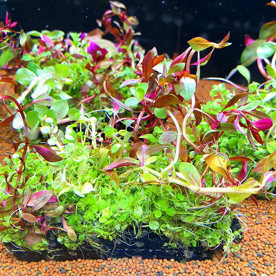簡単育成 寄せ植え水草 葵熱帯魚