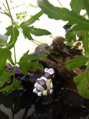 ミルキーフロッグ １ 葵熱帯魚