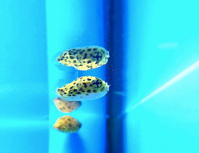 ハリセンボン 超ベビーサイズ入荷 葵熱帯魚