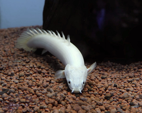 Pセネガル・セミプラチナ | 葵熱帯魚
