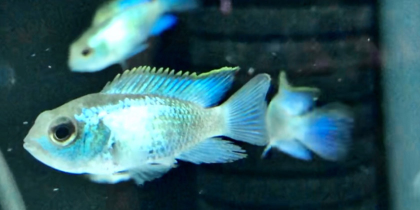 コバルトブルーアカラ 葵熱帯魚 コバルトブルーアカラ 葵熱帯魚