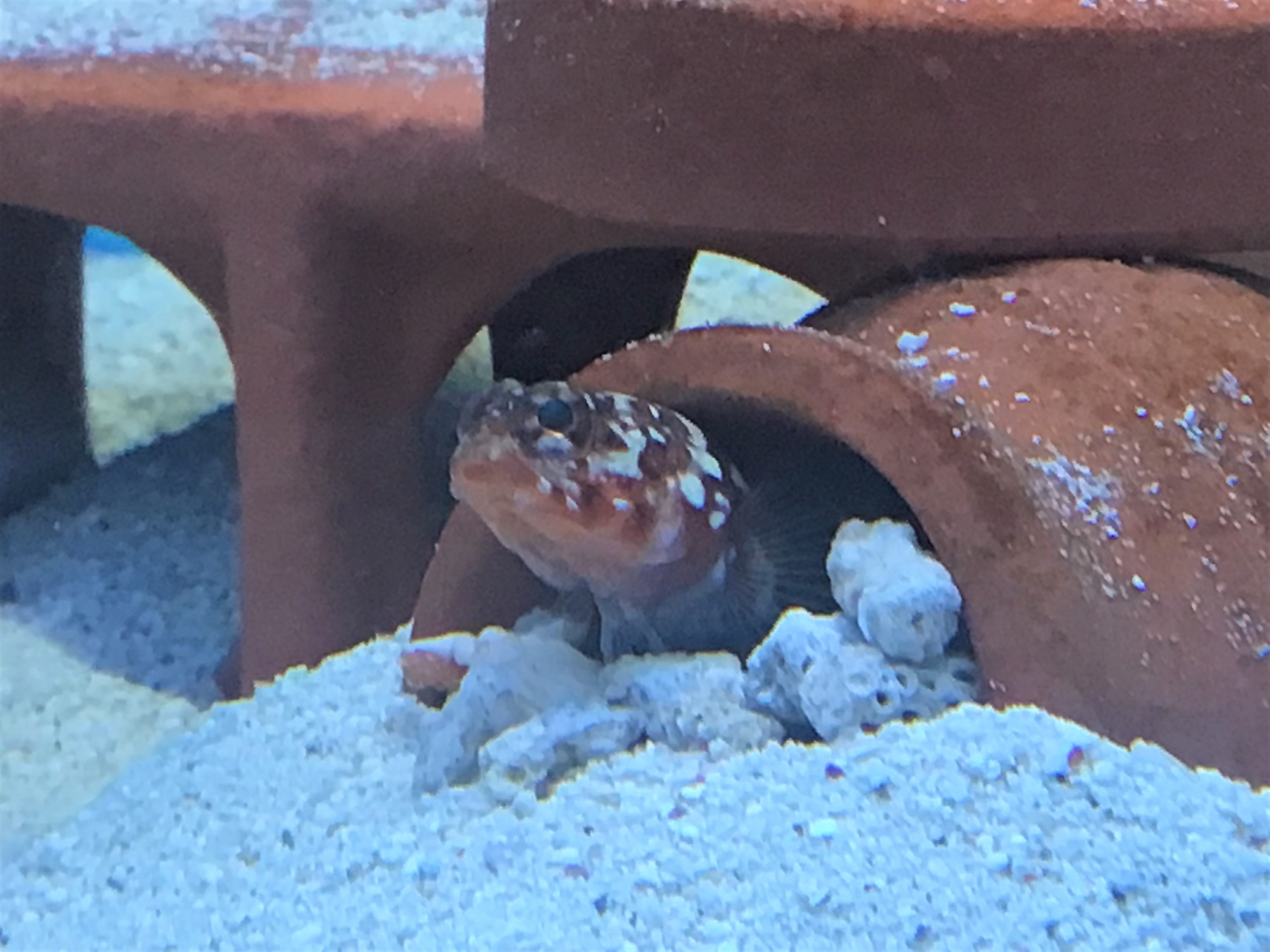 カエルアマダイ 葵熱帯魚