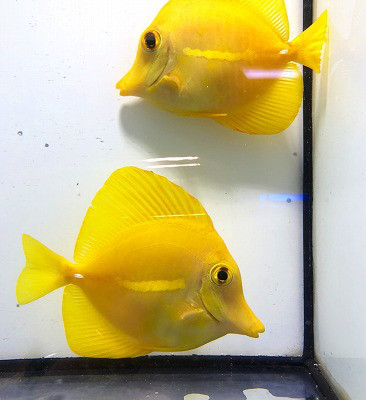 19年09月の記事一覧 葵熱帯魚