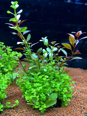水草 葵熱帯魚 水草 葵熱帯魚