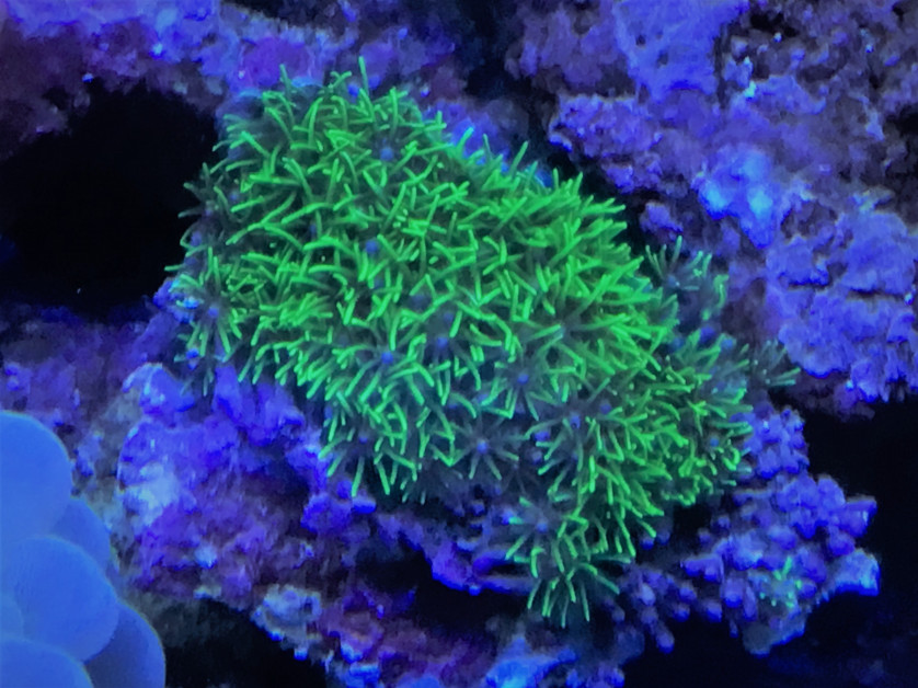 スターポリプ ウルトラグリーン 葵熱帯魚 スターポリプ ウルトラグリーン 葵熱帯魚