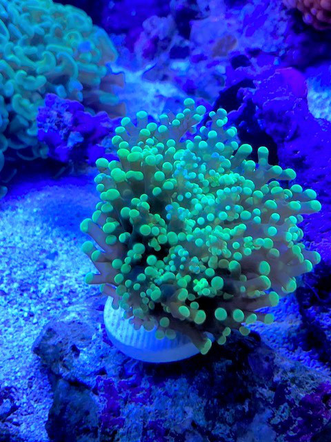 タコアシサンゴ メタグリーン | 葵熱帯魚