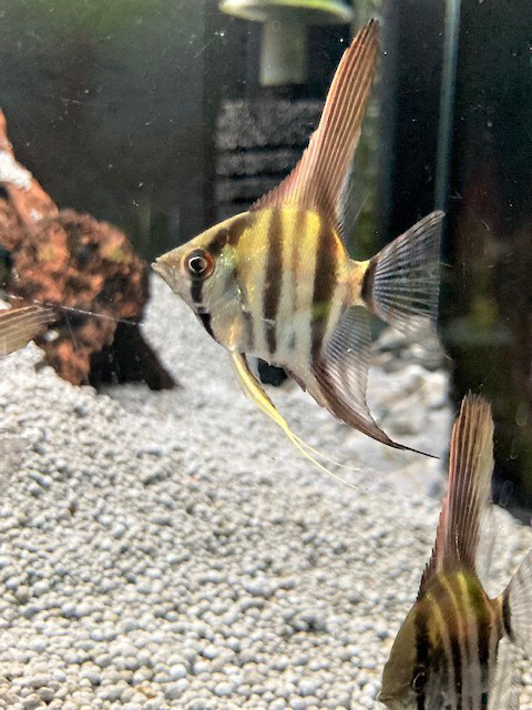 ペルーアルタムエンゼル ｅｕブリード 葵熱帯魚