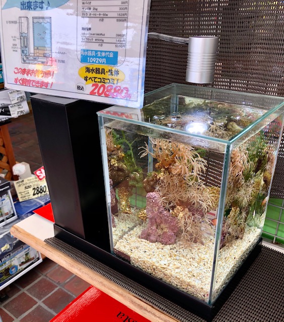 ＡＱＵＡ－Ｕ 展示販売です♪ | 葵熱帯魚