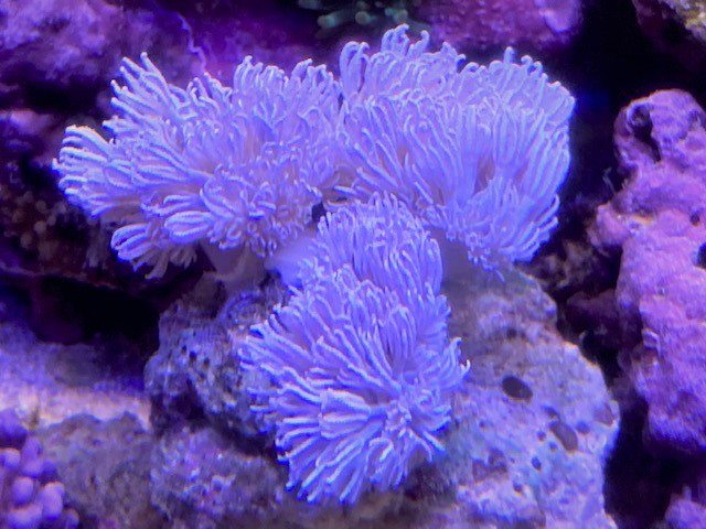 シロスジウミアザミ 葵熱帯魚 シロスジウミアザミ 葵熱帯魚