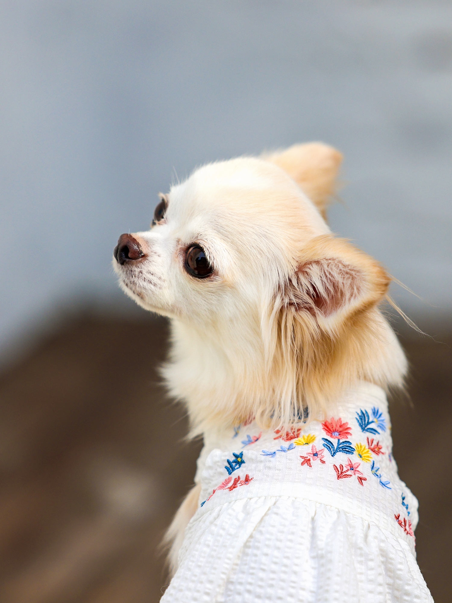 itdogs ワンピース イットドッグ 犬服 パピリーヒルズ  レア 花柄 犬猫服1点限り ブルー蝶々ドレス dr-44 | 犬服・猫ペット服