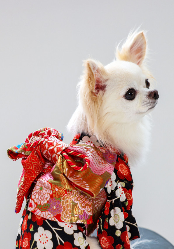 お振袖 2022AW【犬 着物】 | L.W.D. LOOK BOOK｜犬と生活 猫の暮らし 