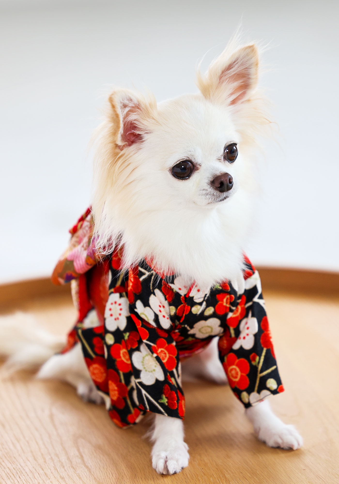 お振袖 2022AW【犬 着物】 | L.W.D. LOOK BOOK｜犬と生活 猫の