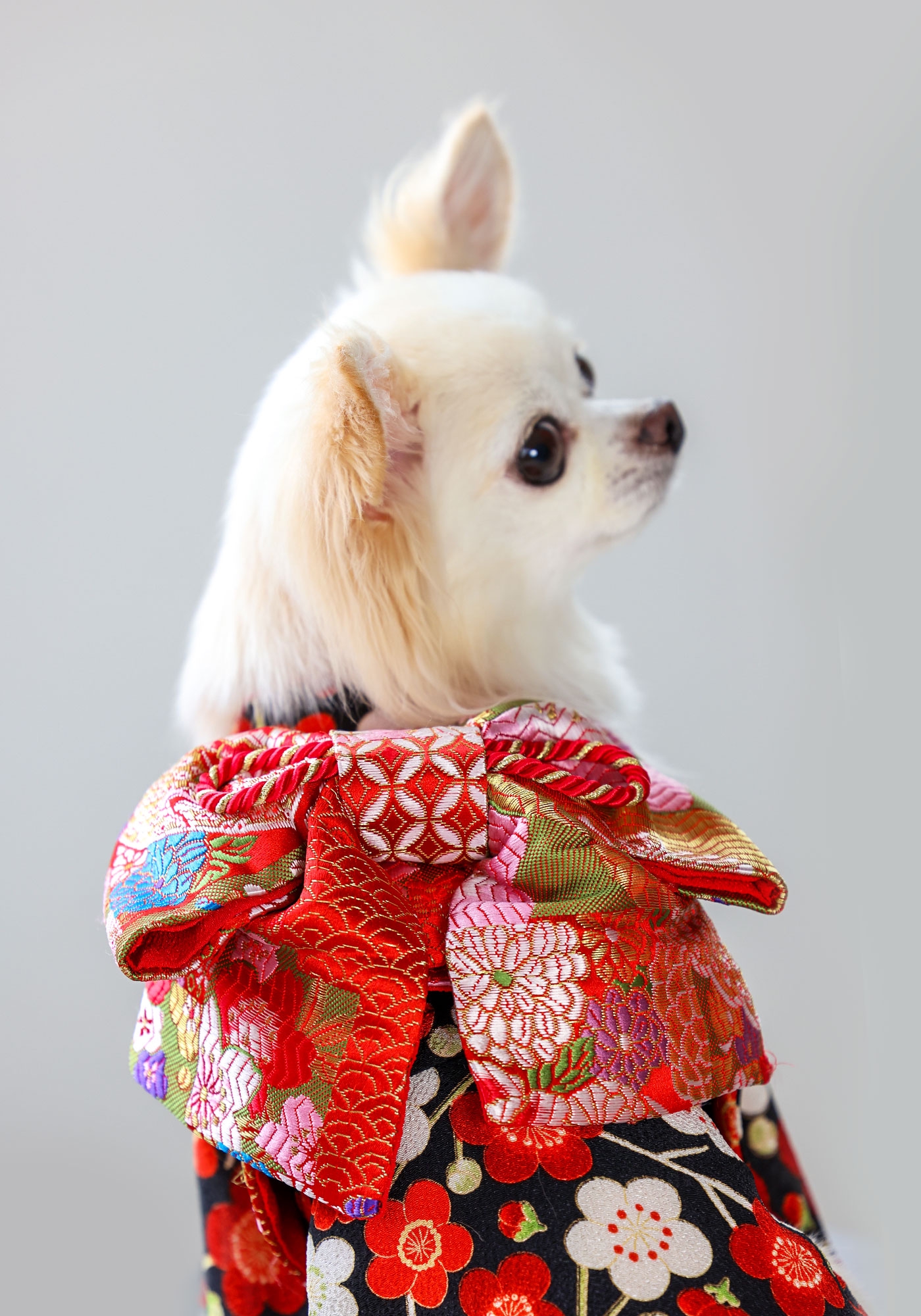 お振袖 2022AW【犬 着物】 | L.W.D. LOOK BOOK｜犬と生活 猫の