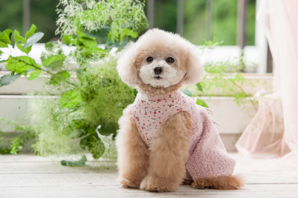 Boa Puff Pants L W D Look Book Boa Puff Pants L W D Look Book