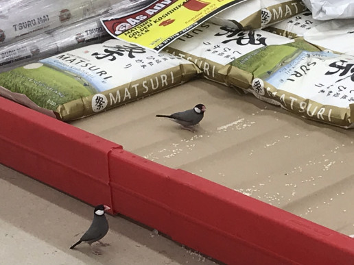 ハワイで文鳥 エンジョイ オアフ Enjoy Oahu ハワイで文鳥 エンジョイ オアフ Enjoy Oahu